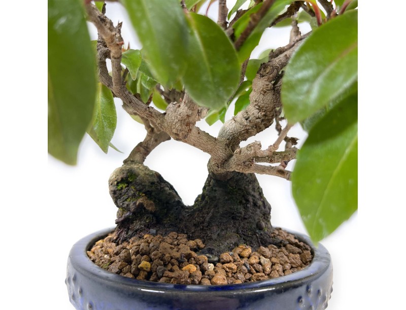 Kadsura japonica - 25 cm