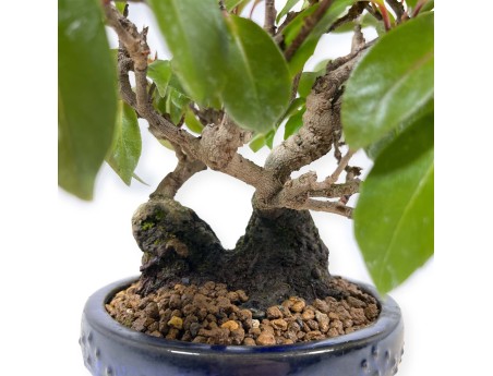 Kadsura japonica - 25 cm