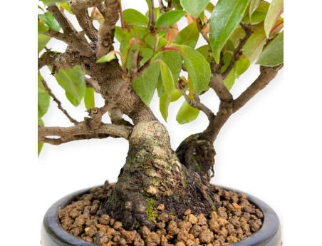 Kadsura japonica - 25 cm