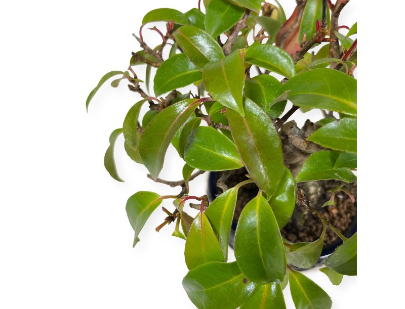 Kadsura japonica - 25 cm