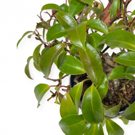 Kadsura japonica - 25 cm