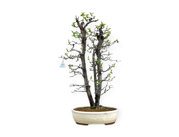 Pseudocydonia chinensis - Cotogno - 76 cm