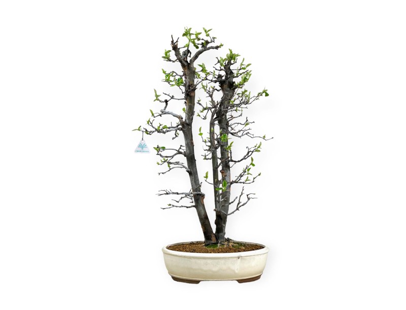 Pseudocydonia chinensis - Cotogno - 76 cm