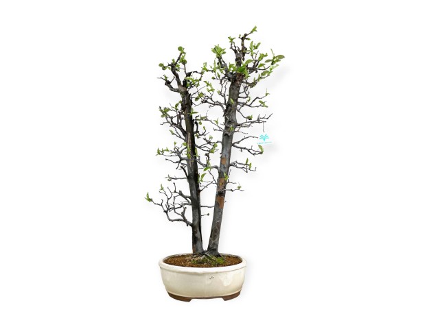 Pseudocydonia chinensis - Cognassier - 76 cm 2