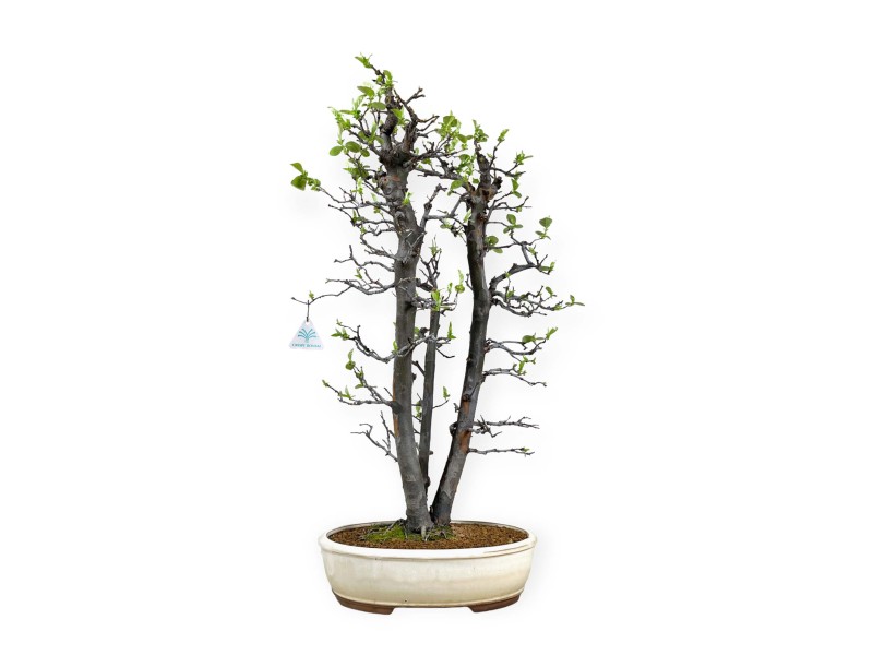 Pseudocydonia chinensis - Cotogno - 76 cm