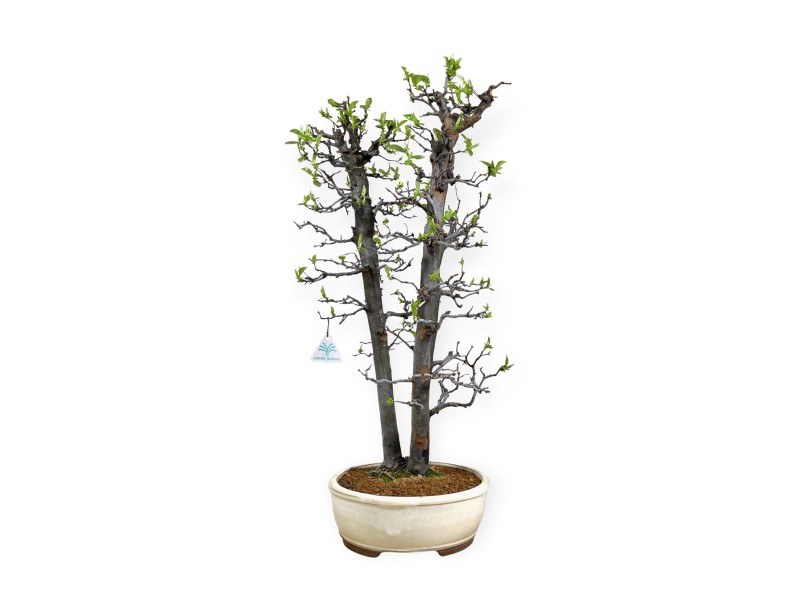 Pseudocydonia chinensis - Cognassier - 76 cm