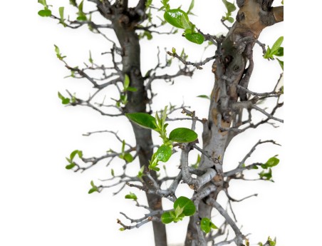 Pseudocydonia chinensis - Quince - 76 cm