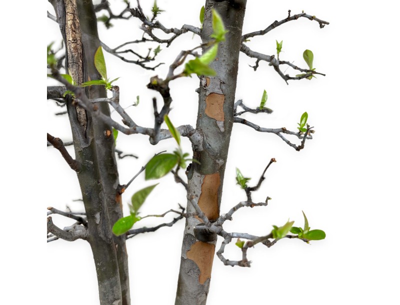 Pseudocydonia chinensis - Cognassier - 76 cm