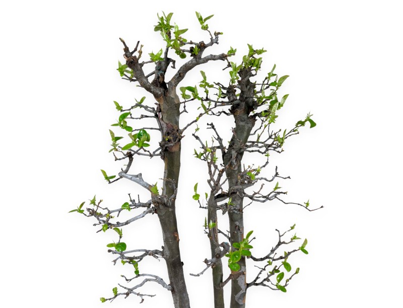 Pseudocydonia chinensis - Quince - 76 cm