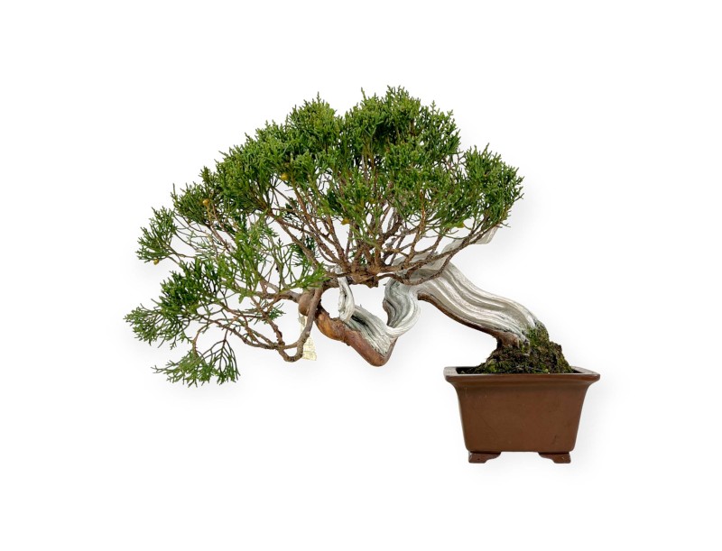 Juniperus chinensis - Juniper - 29 cm