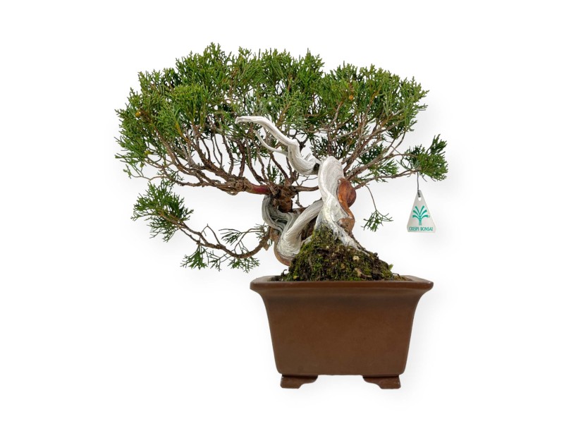 Juniperus chinensis - Jeneverbes - 29 cm