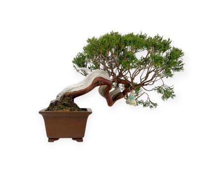 Juniperus chinensis - Ginepro - 29 cm