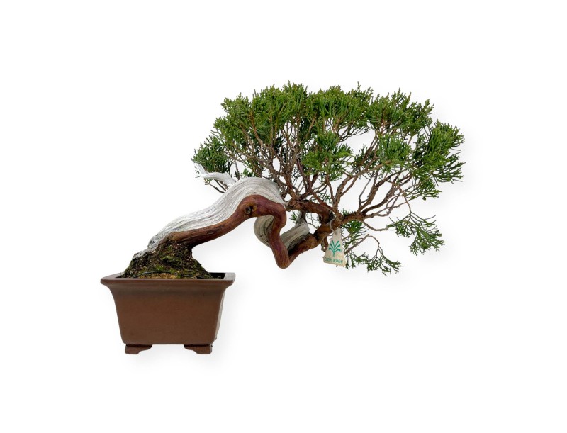 Juniperus chinensis - Genévrier - 29 cm