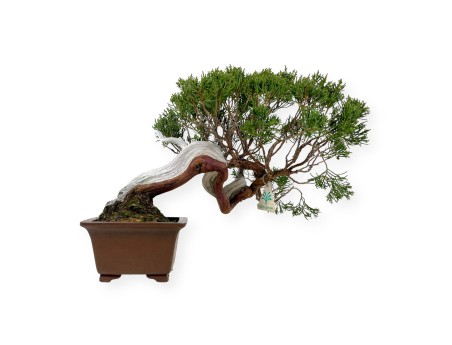 Juniperus chinensis - Wacholder - 29 cm
