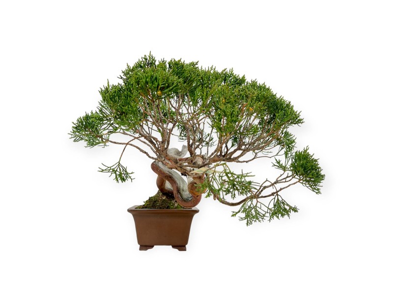 Juniperus chinensis - Wacholder - 29 cm