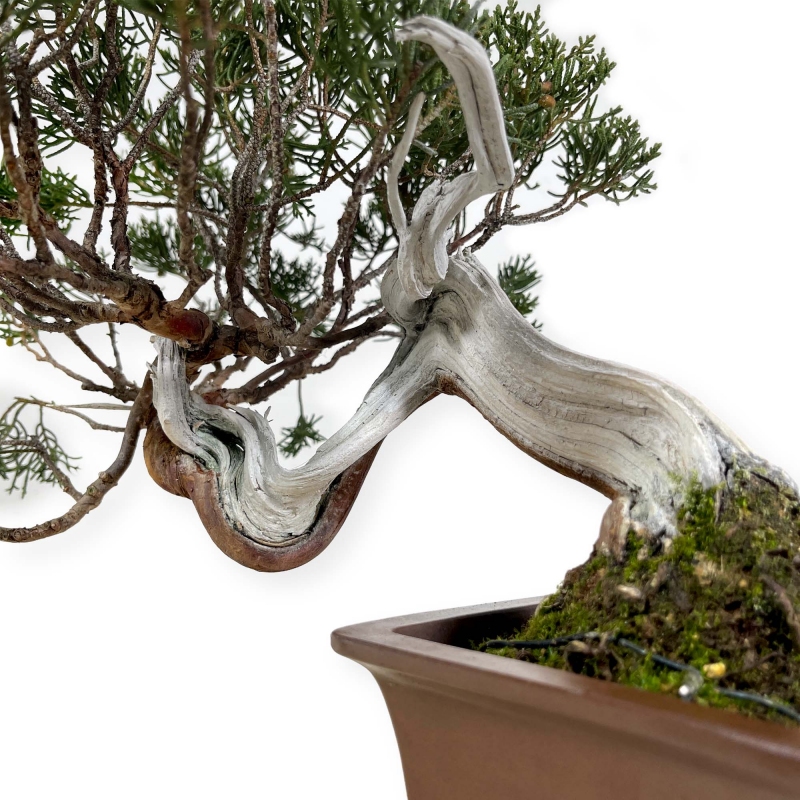 Juniperus chinensis - Juniper - 29 cm