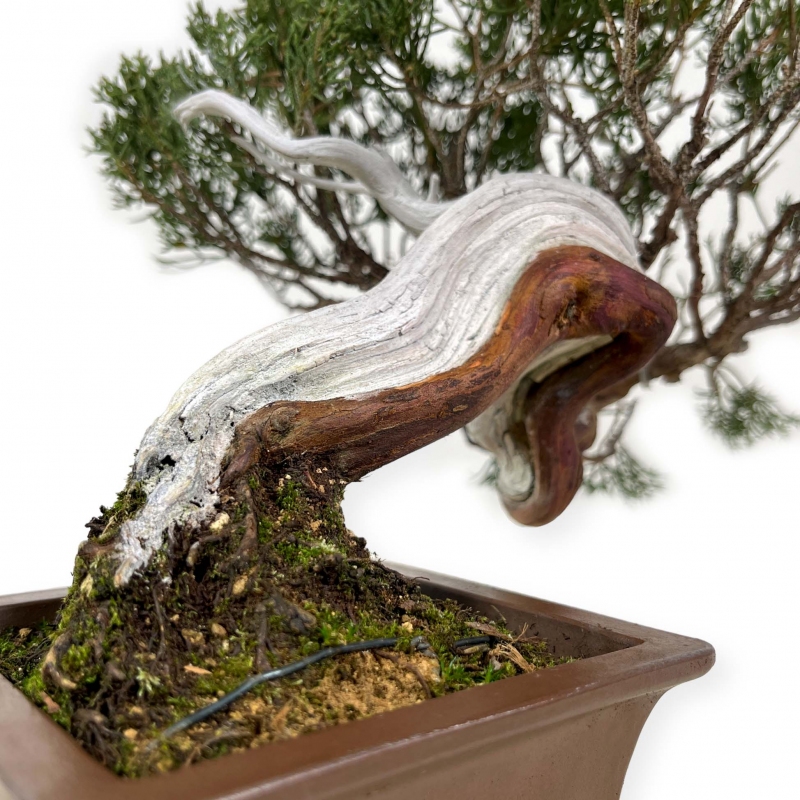 Juniperus chinensis - Juniper - 29 cm