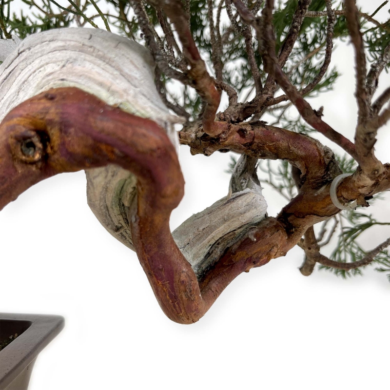 Juniperus chinensis - Jeneverbes - 29 cm