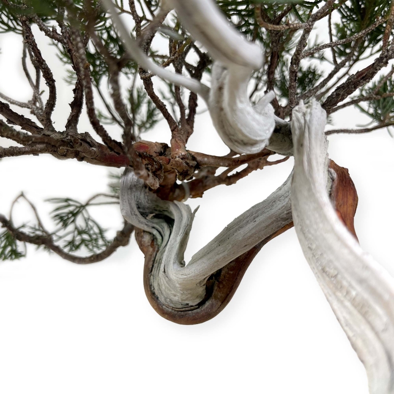 Juniperus chinensis - Ginepro - 29 cm
