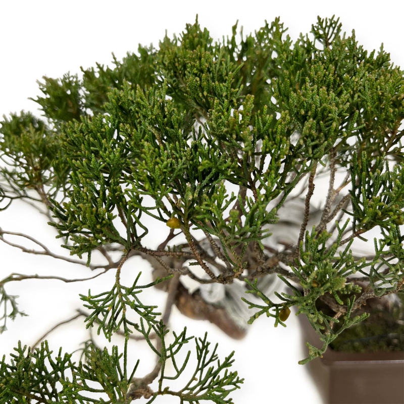 Juniperus chinensis - Enebro - 29 cm