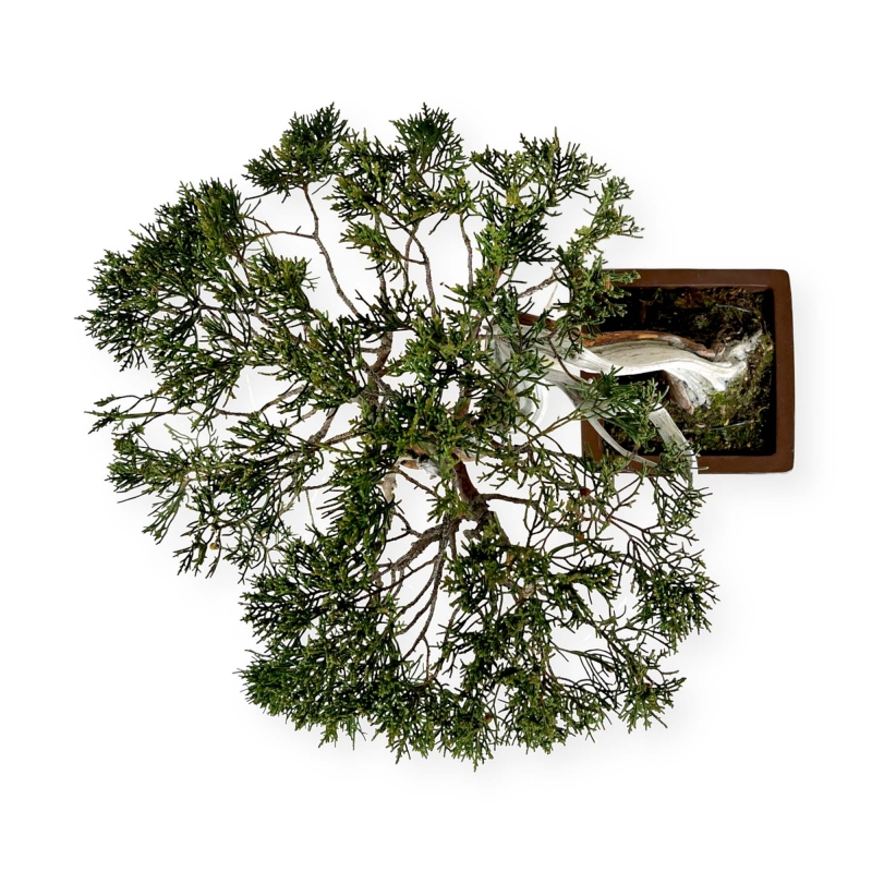 Juniperus chinensis - Wacholder - 29 cm