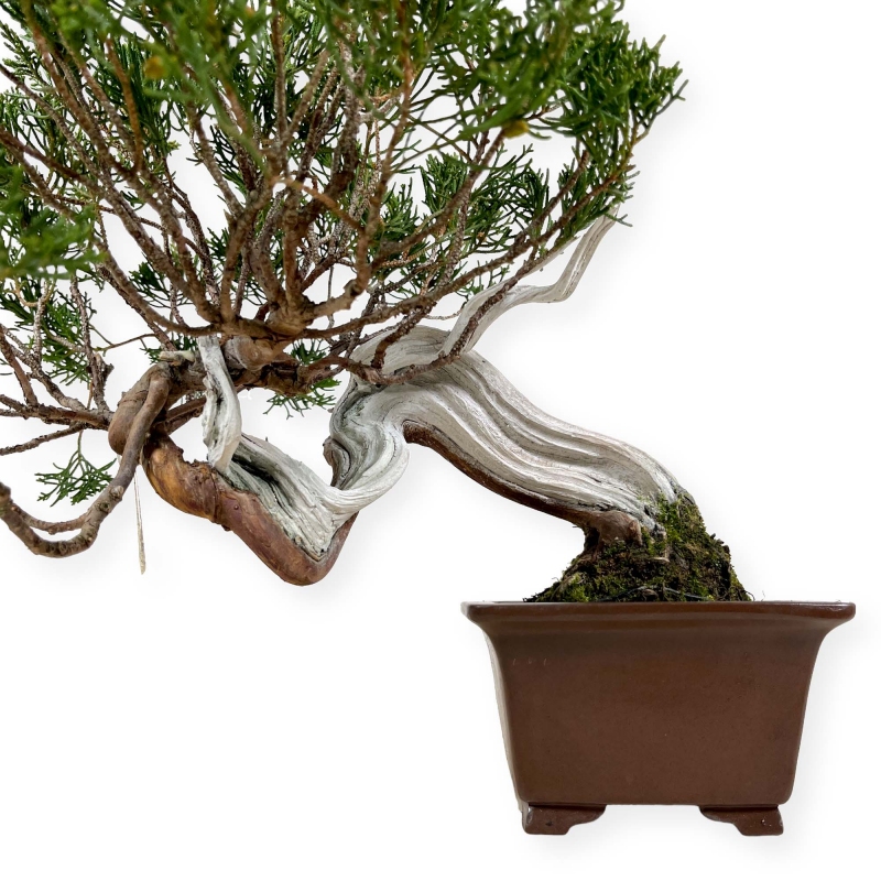 Juniperus chinensis - Juniper - 29 cm