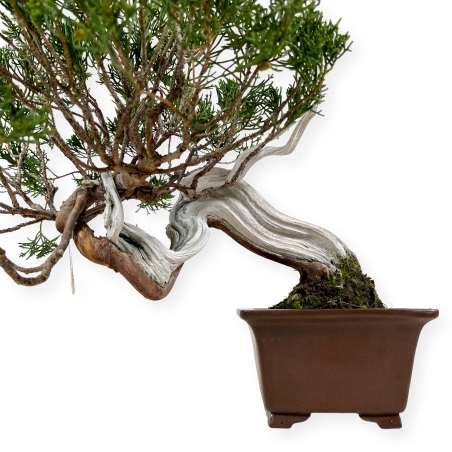Juniperus chinensis - Juniper - 29 cm