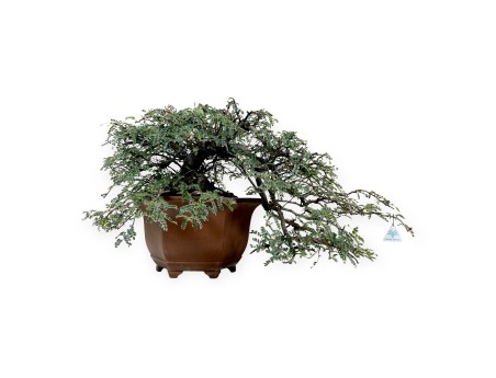 Osteomeles anthyllidifolia - 40 cm