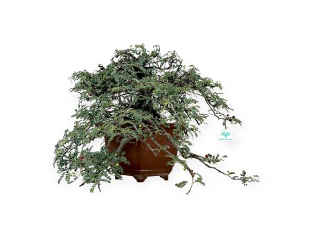 Osteomeles anthyllidifolia - 40 cm