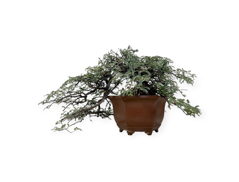Osteomeles anthyllidifolia - 40 cm