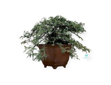 Osteomeles anthyllidifolia - 40 cm