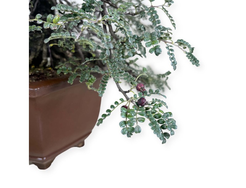 Osteomeles anthyllidifolia - 40 cm