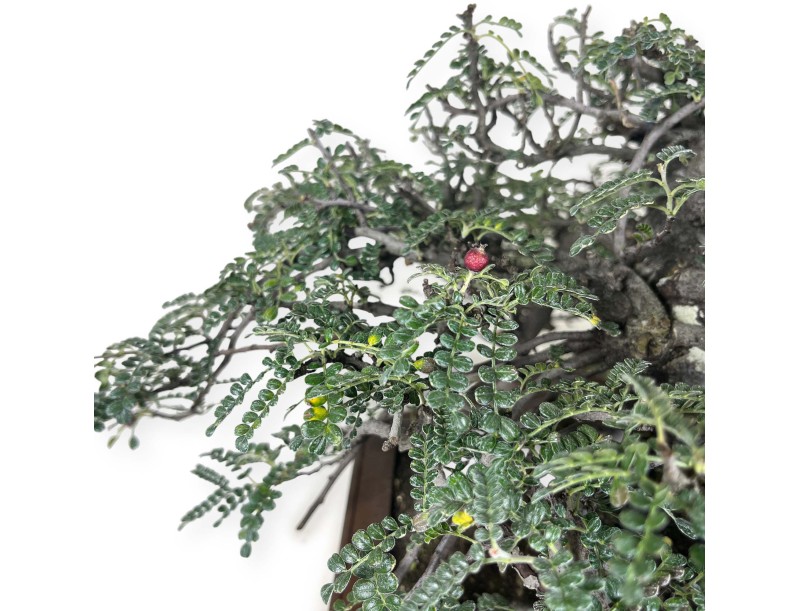 Osteomeles anthyllidifolia - 40 cm