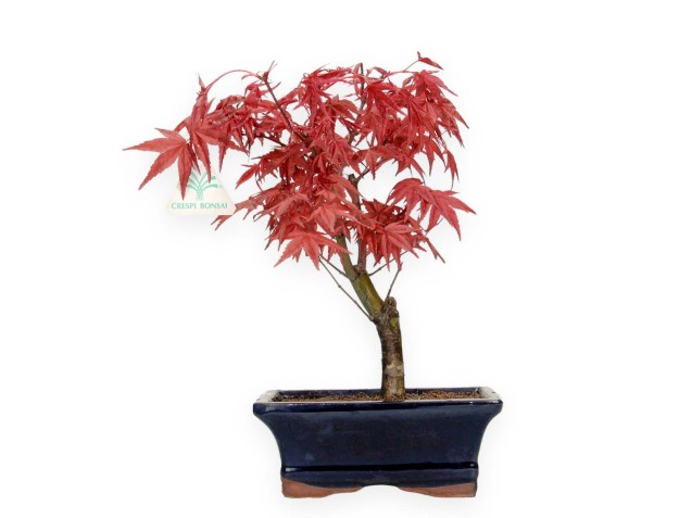 Acer palmatum Deshojo - érable - 28 cm