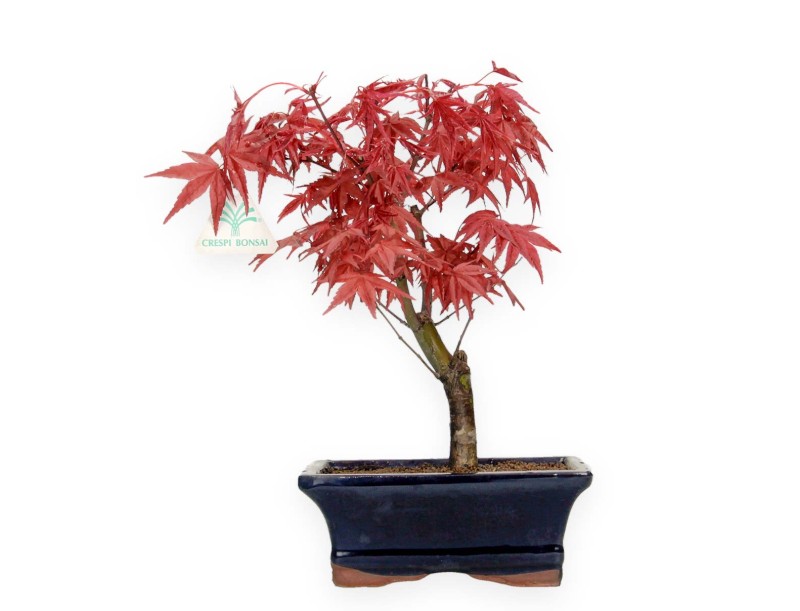 Acer palmatum Deshojo - maple - 28 cm