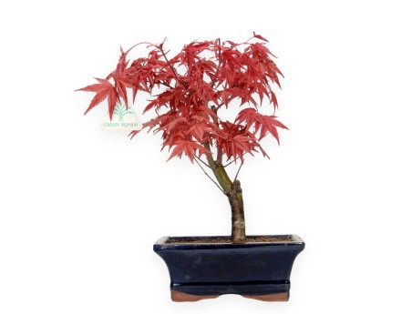 Acer palmatum Deshojo - maple - 28 cm