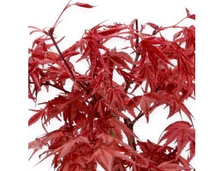 Acer palmatum Deshojo - maple - 28 cm