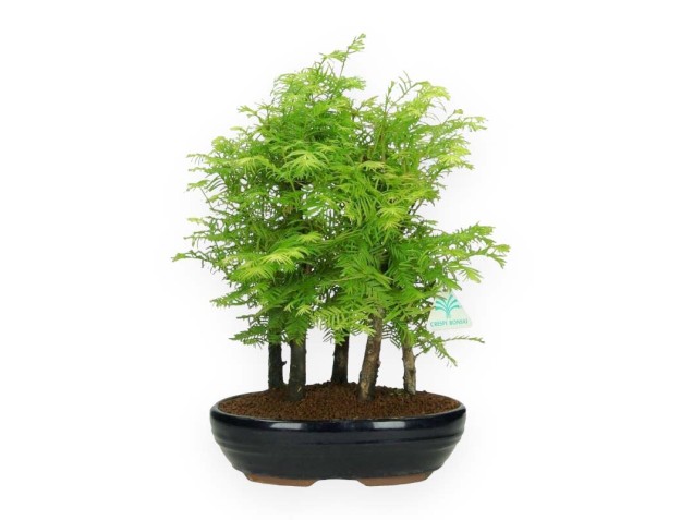 Metasequoia - 36 cm