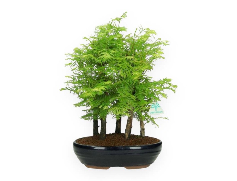 Metasequoia - 36 cm