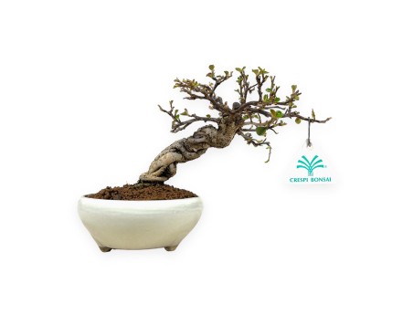 Cotoneaster Horizontalis - Cotognastro - 19 cm