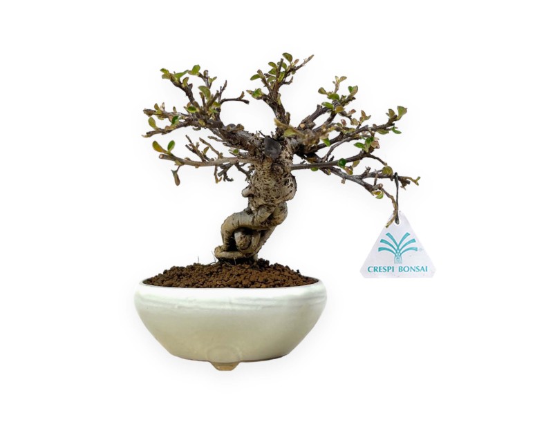 Cotoneaster Horizontalis - 19 cm