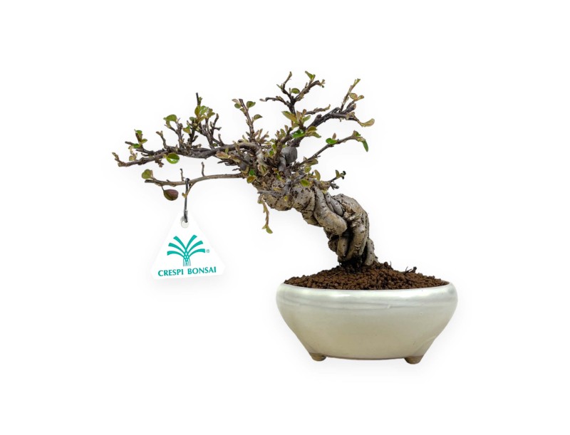 Cotoneaster Horizontalis - Cotognastro - 19 cm