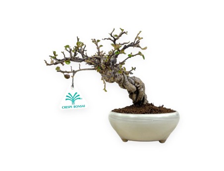 Cotoneaster Horizontalis - Cotognastro - 19 cm
