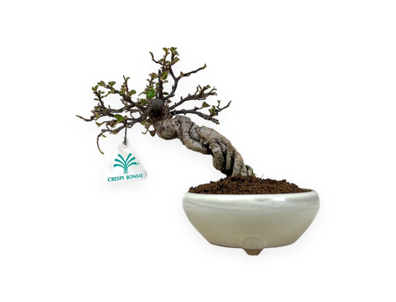 Cotoneaster Horizontalis - Cotognastro - 19 cm