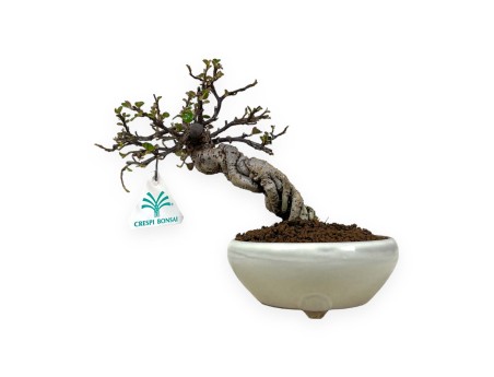 Cotoneaster Horizontalis - 19 cm