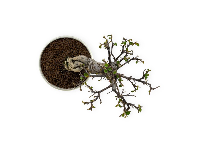 Cotoneaster Horizontalis - Cotognastro - 19 cm