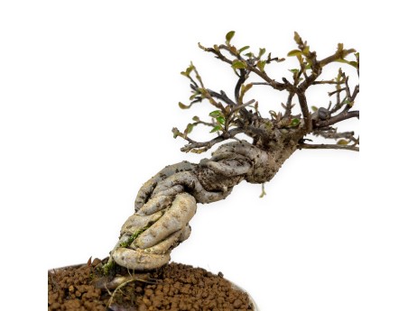 Cotoneaster Horizontalis - 19 cm