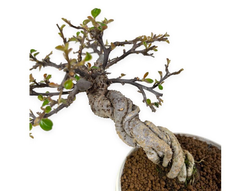 Cotoneaster Horizontalis - Cotognastro - 19 cm