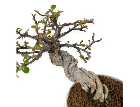 Cotoneaster Horizontalis - Cotognastro - 19 cm