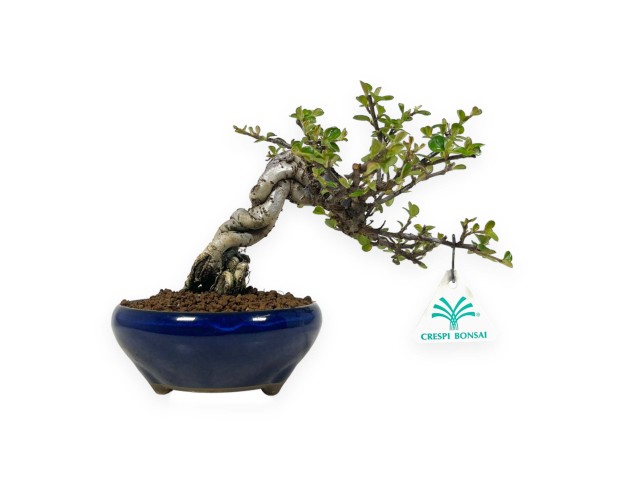 Cotoneaster Horizontalis - 18 cm